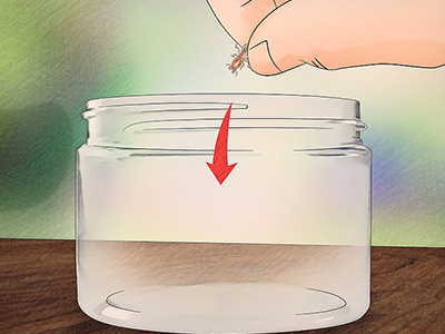 如何識(shí)別白蟻